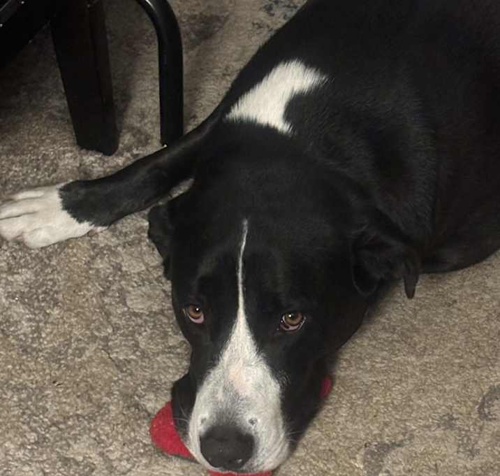 Photo of Bentley