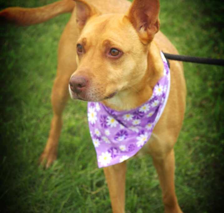 Photo of Island Luna JuM