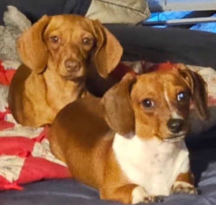 Photo of Coco  - Bonded With Penny -  Las Vegas
