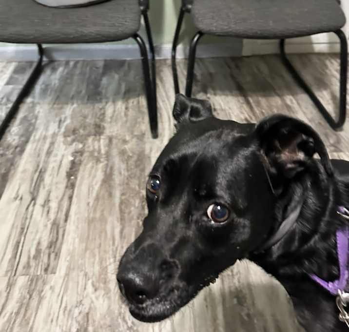 Photo of Luna
