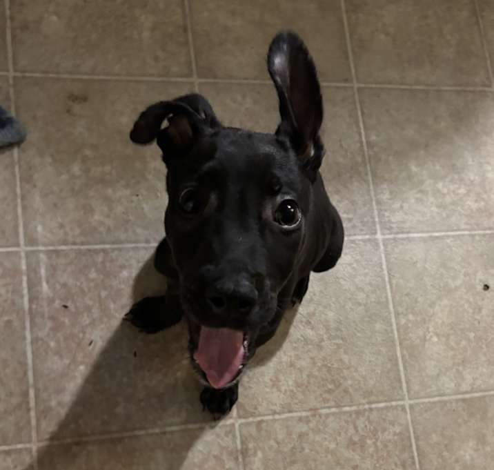 Photo of Diesel