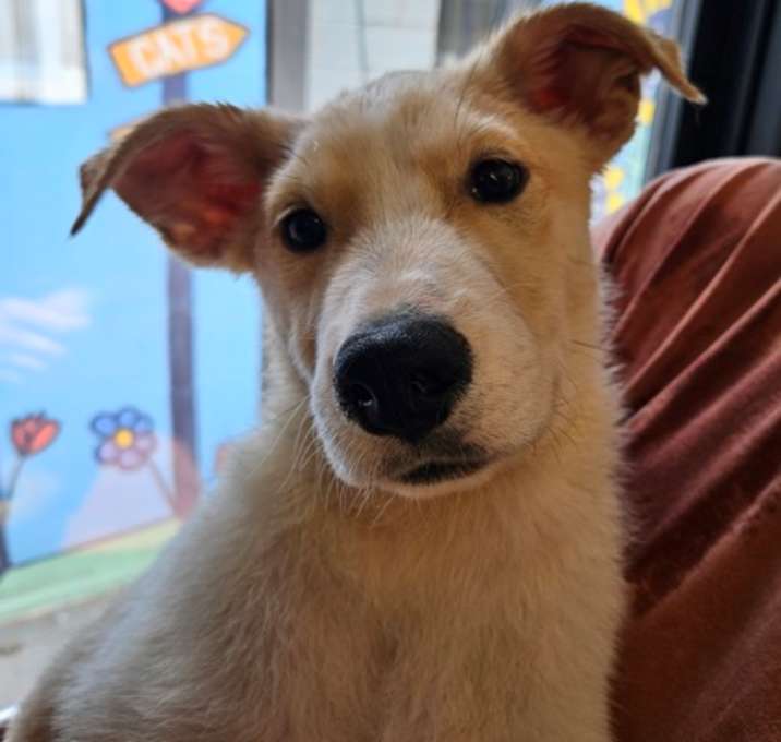 Photo of Maximus