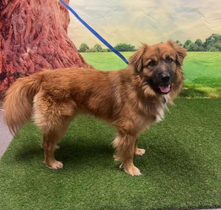 Photo of Buddy Boy
