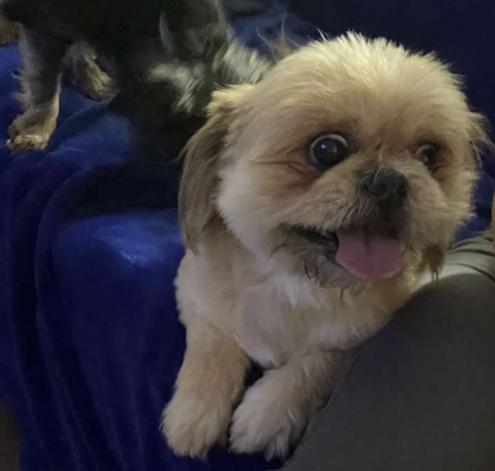 Photo of Linus