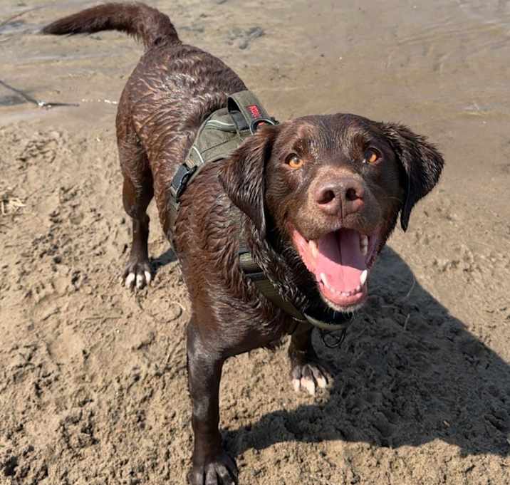 Photo of Ryder