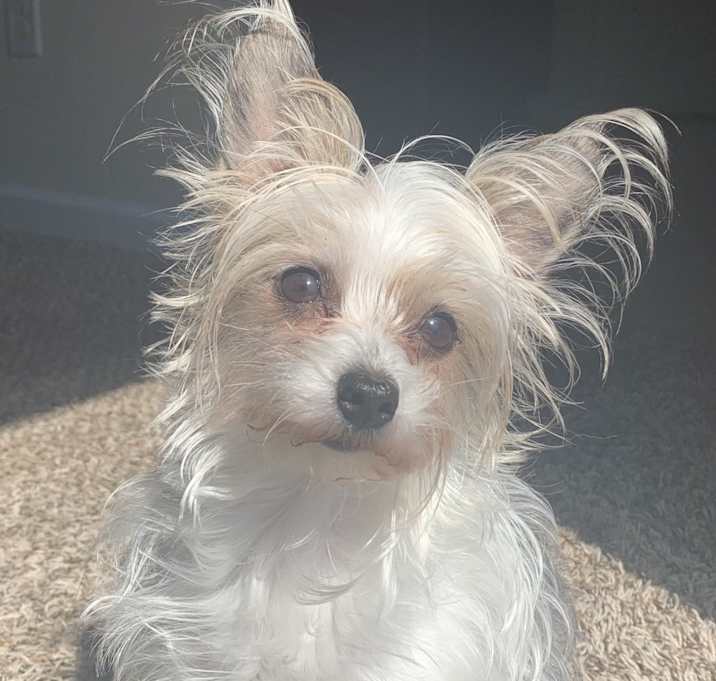 Photo of Jingles