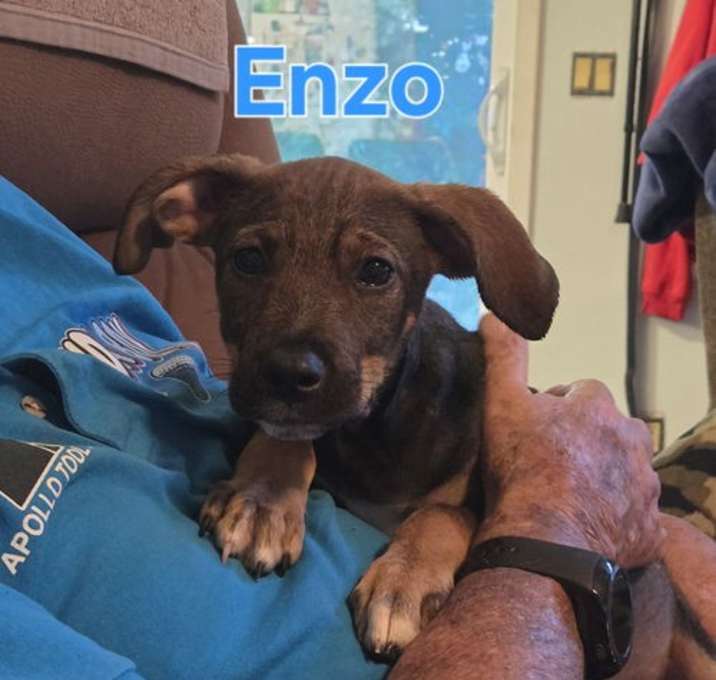 Photo of Enzo