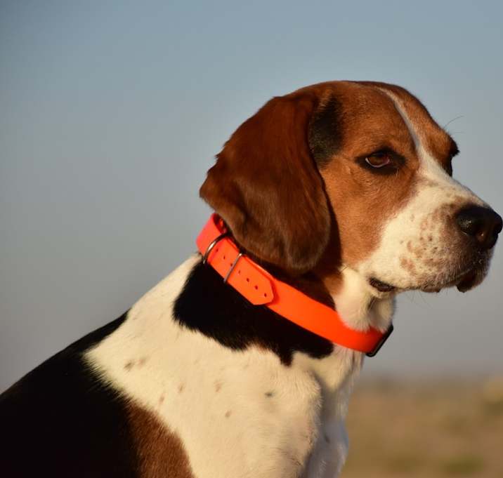 Photo of Cooper