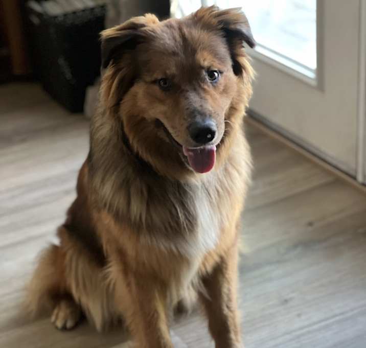 Photo of Rocco