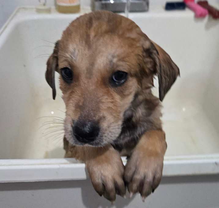 Photo of Puppy 5