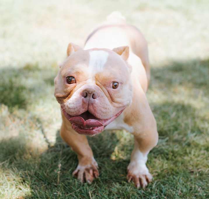 Photo of Pip Squeak