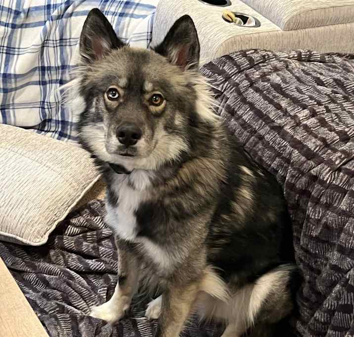 Photo of Yogi