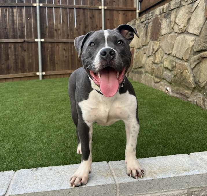 Photo of Rhino