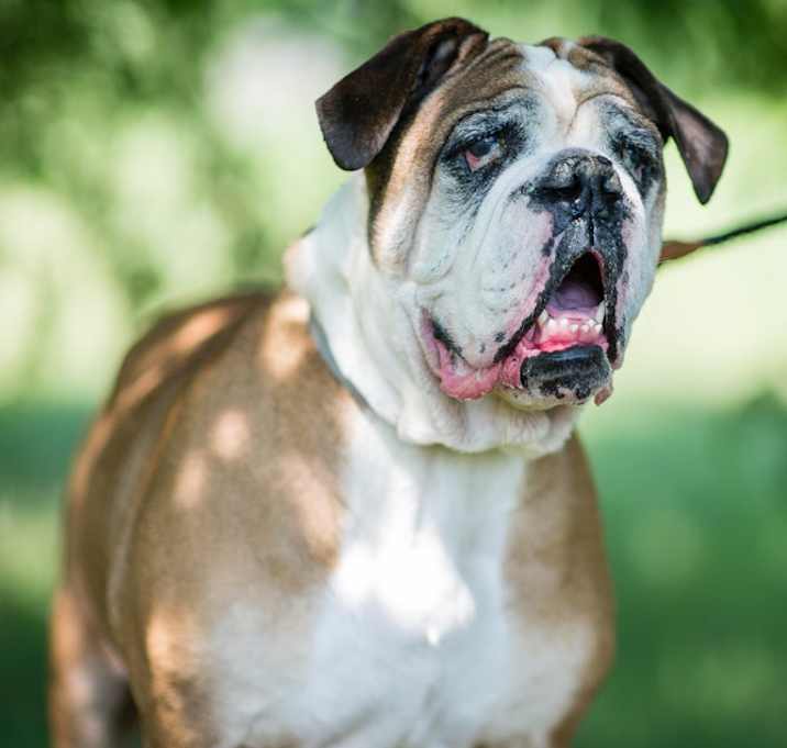 Photo of Sgt Jiggles