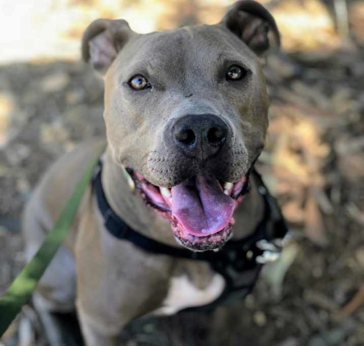Photo of Boomer