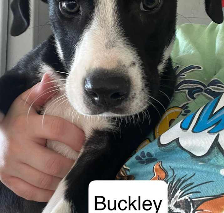 Photo of Buckley B737