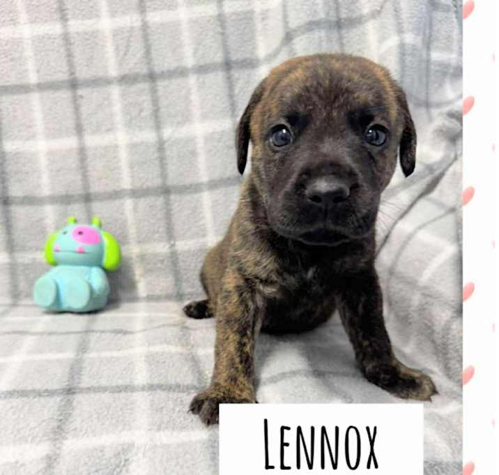 Photo of Lennox
