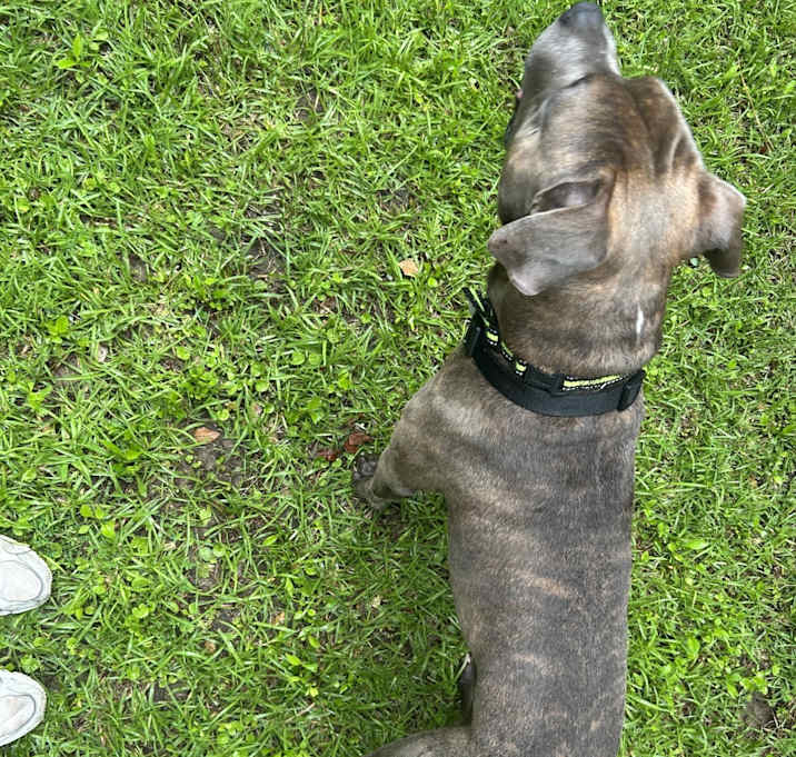 Photo of Blue