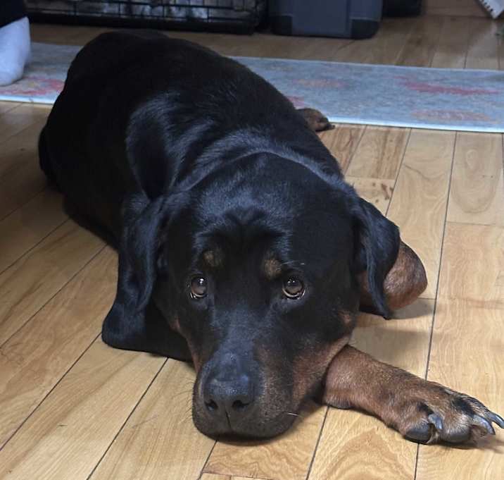 Photo of Millie