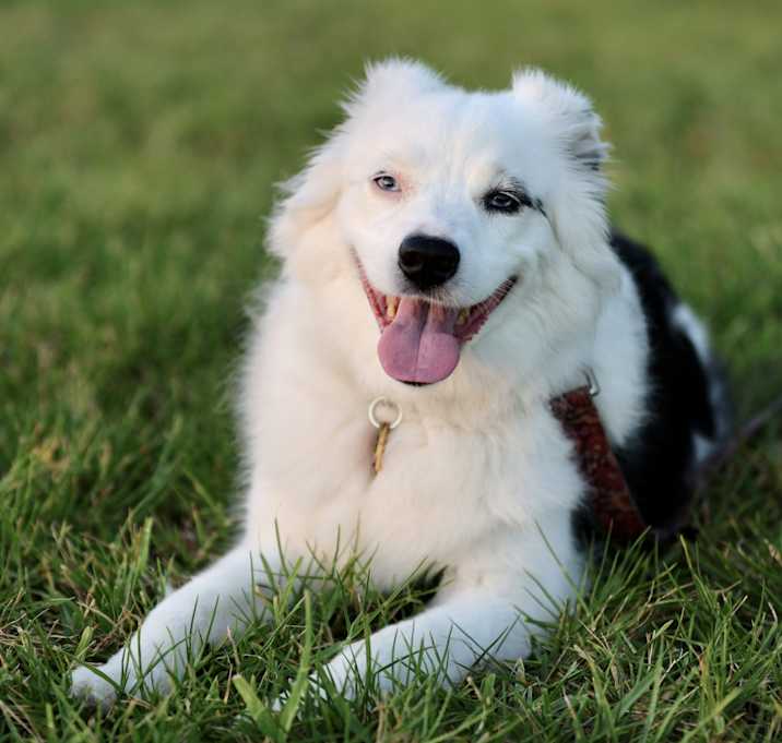 Photo of Remy