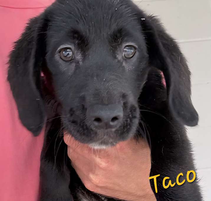 Photo of Taco