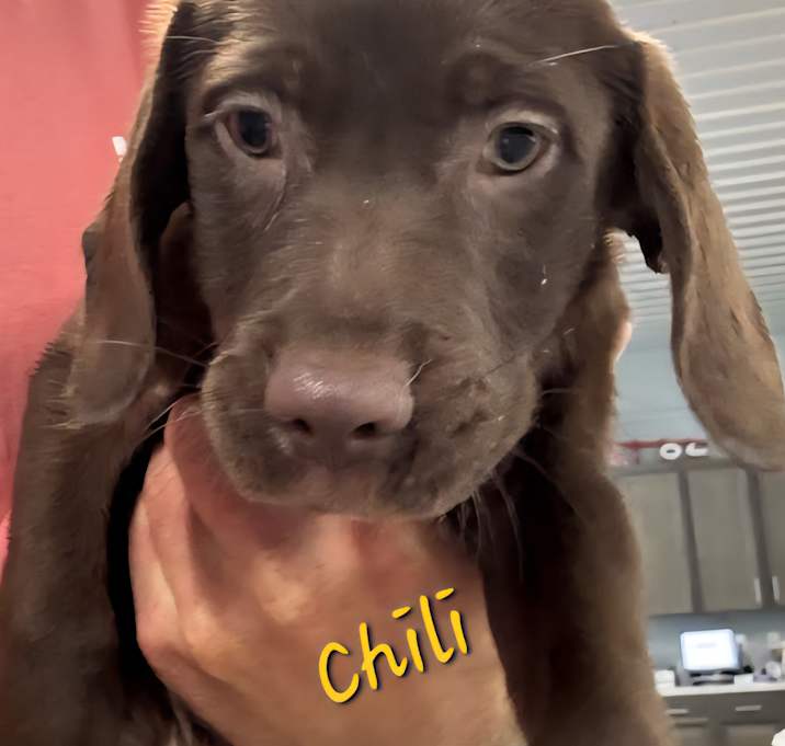 Photo of Chili