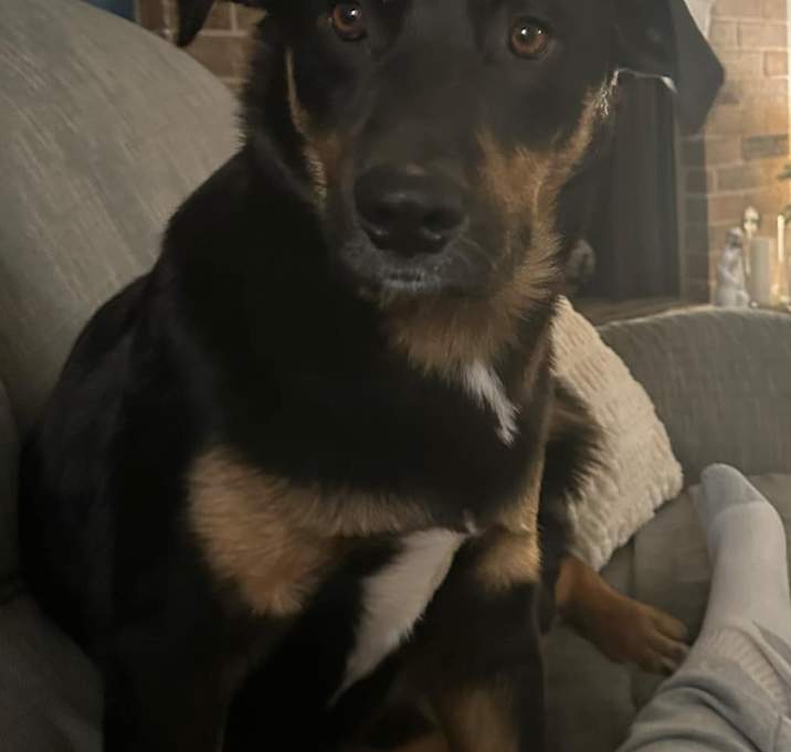 Photo of Rosco