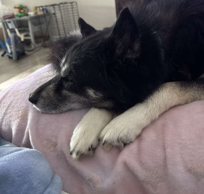 Photo of Rosie