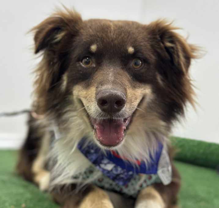 Photo of Goodboy