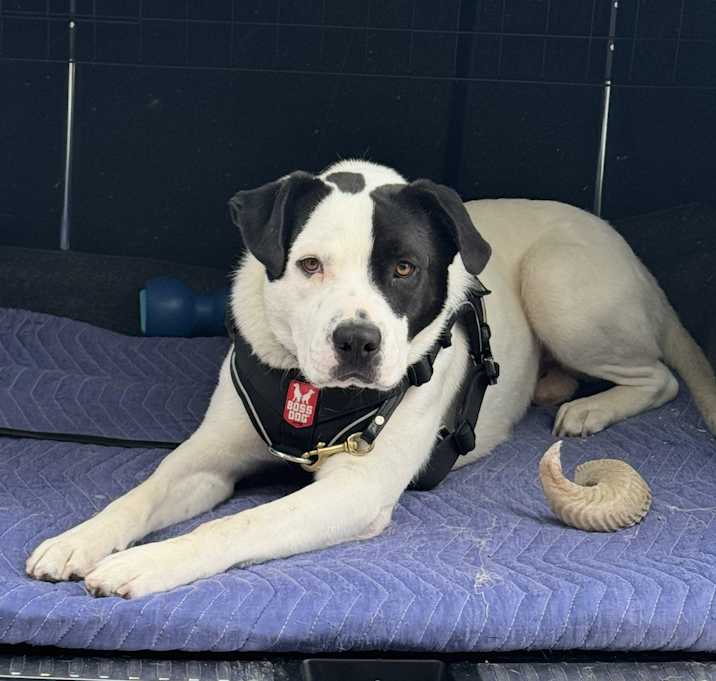 Photo of Maverick
