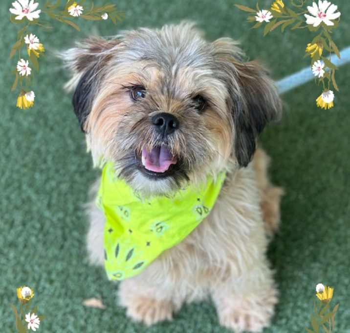 Photo of POPPY (in foster) see DAISY