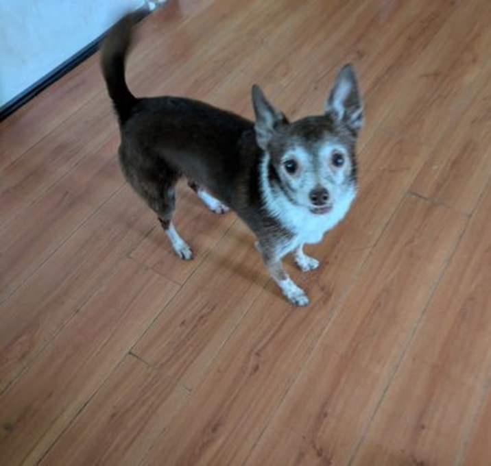 Photo of Riley