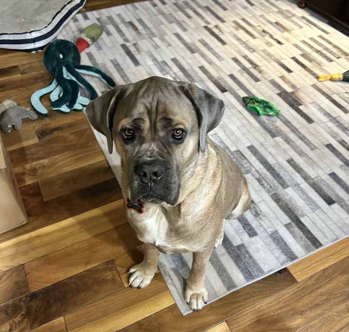 Photo of Bruno