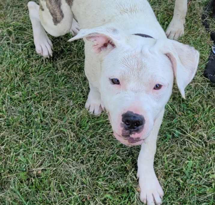 Photo of Gracie
