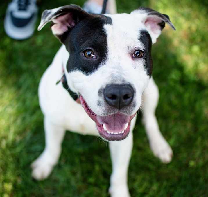 Photo of Dexter