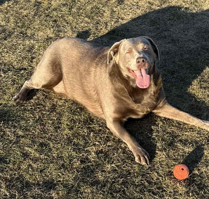 Photo of Gracie
