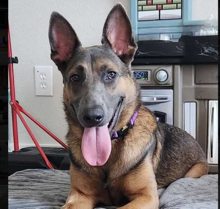 Photo of Scout