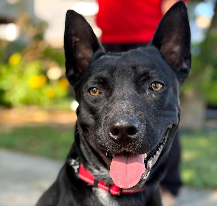 Photo of Jax