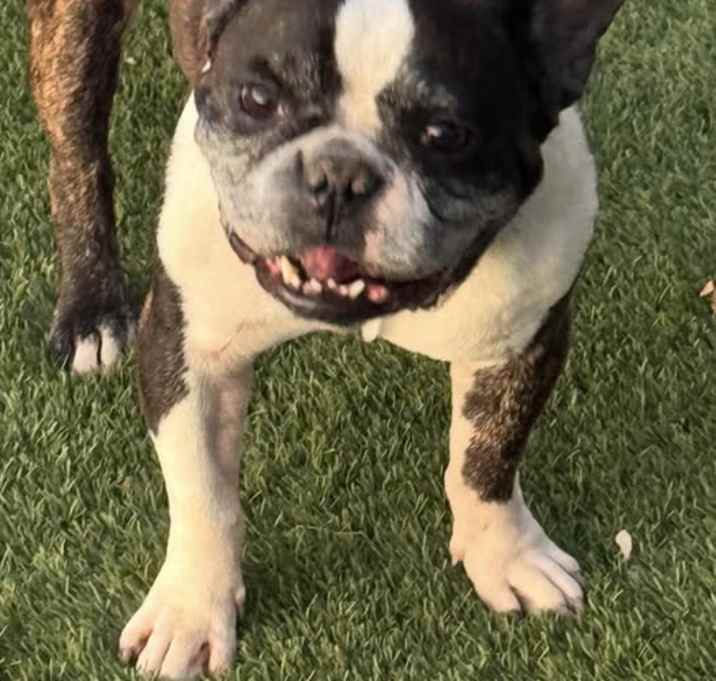 Photo of Louie