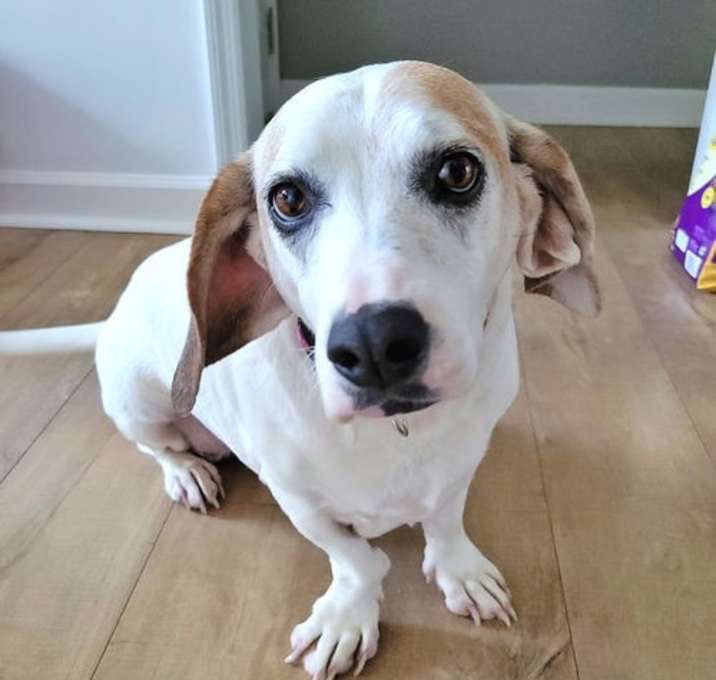Photo of MAGGIE MOO