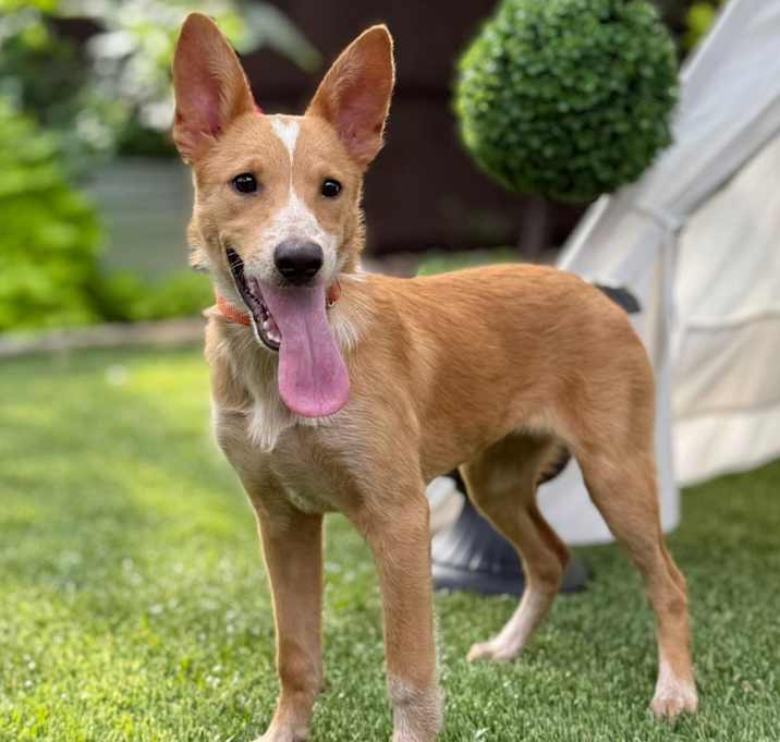 Photo of Bindi