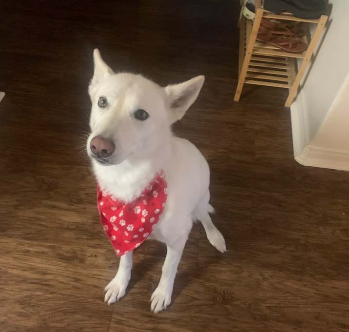 Photo of Luna