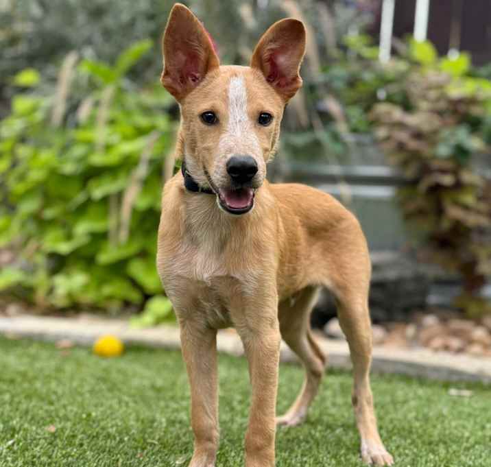 Photo of Bandit
