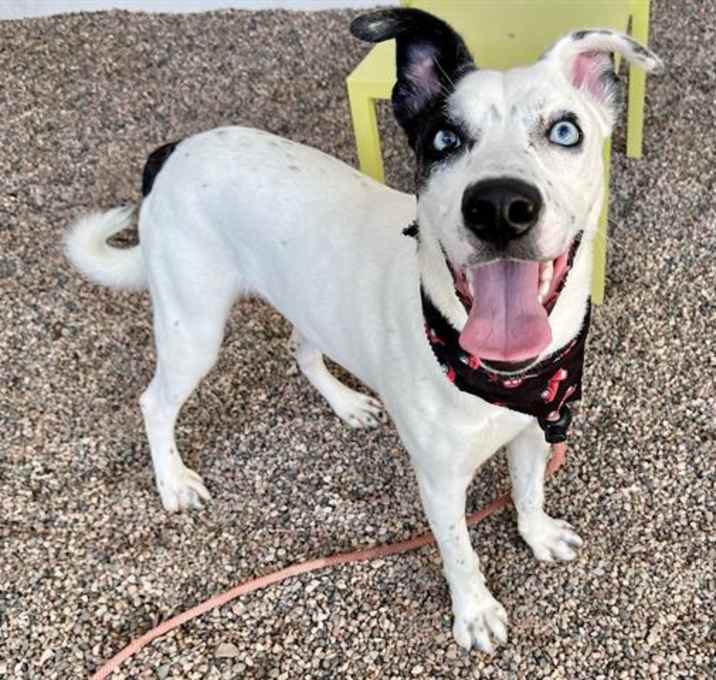 Photo of FOXHOUND