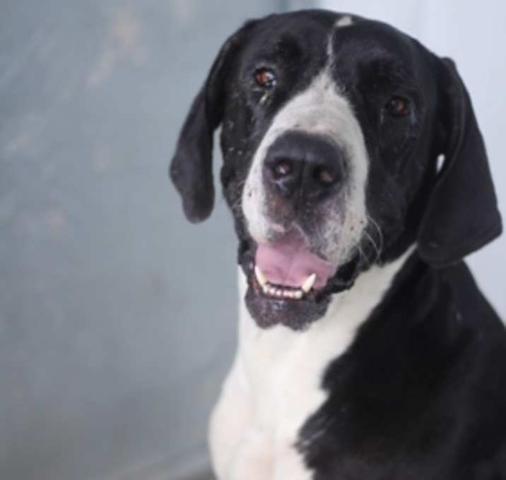 Photo of Arlo