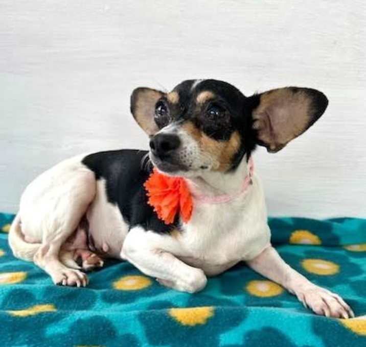 Photo of Ivy