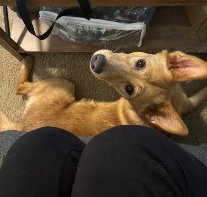 Photo of Nala