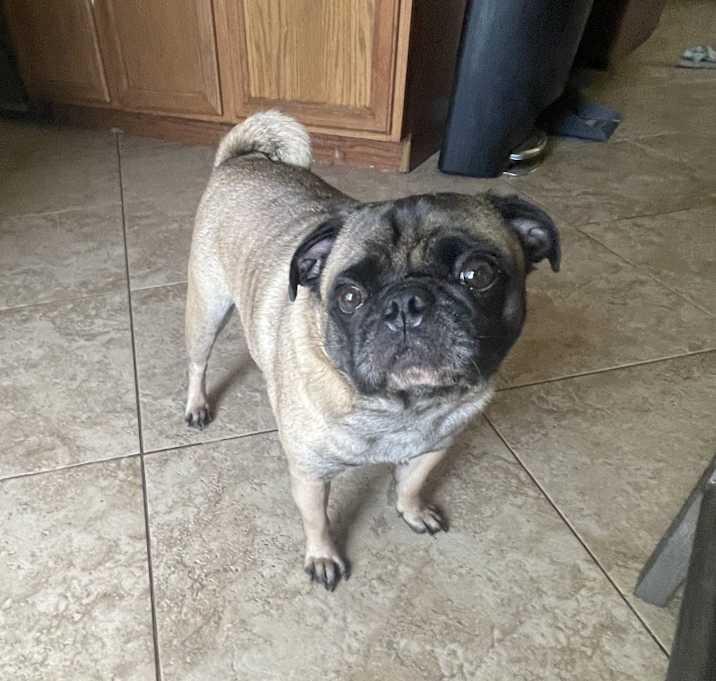 Photo of Pumba