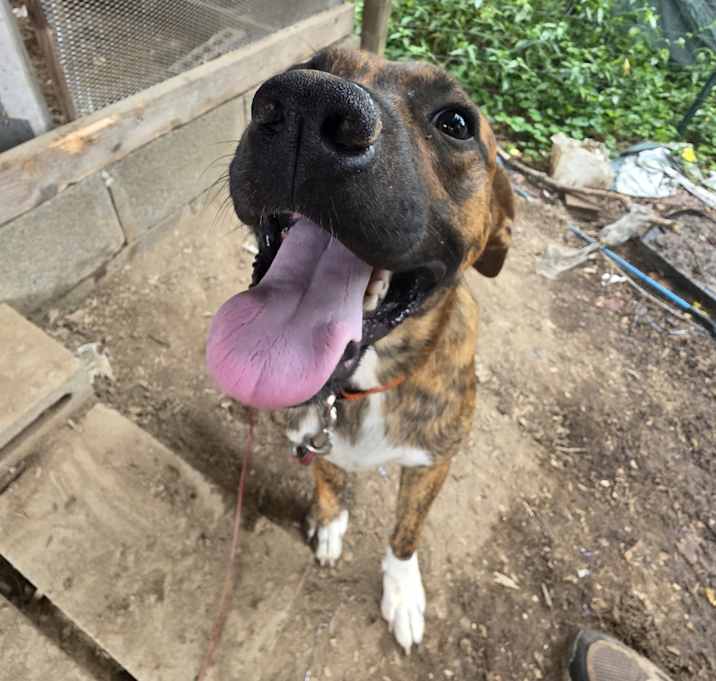 Photo of Rocky