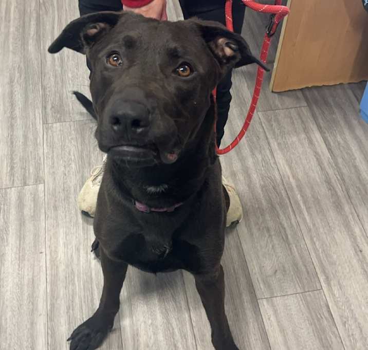 Photo of Brute